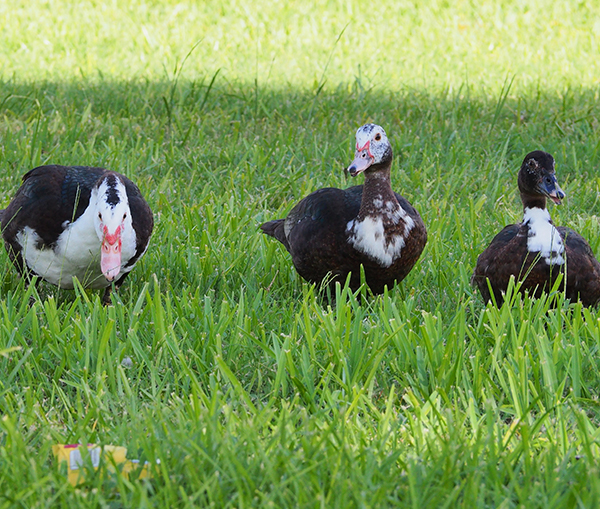 Black Muscovy Unsexed